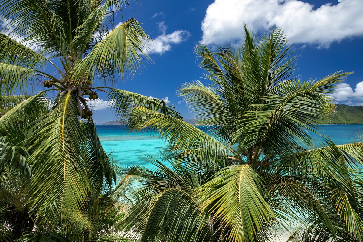 Coconuts